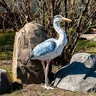 Фигуры птиц для сада и дачи Фигуры птиц для сада и дачи